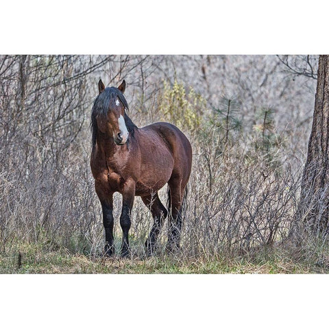 Ochoco Wild Stallion - Big Summit Black Modern Wood Framed Art Print with Double Matting by McFerrin, Larry