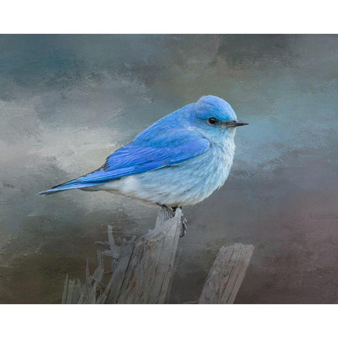 Mountain Bluebird Gold Ornate Wood Framed Art Print with Double Matting by McFerrin, Larry