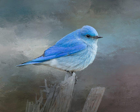 Mountain Bluebird Black Ornate Wood Framed Art Print with Double Matting by McFerrin, Larry