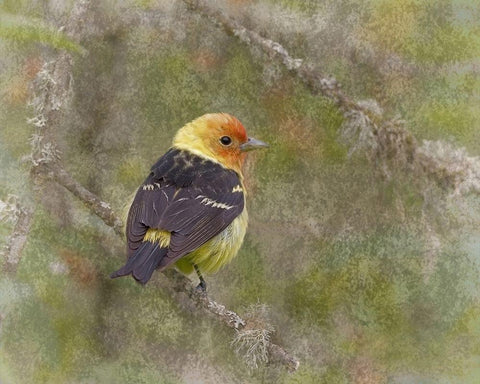 Western Tanager White Modern Wood Framed Art Print with Double Matting by McFerrin, Larry