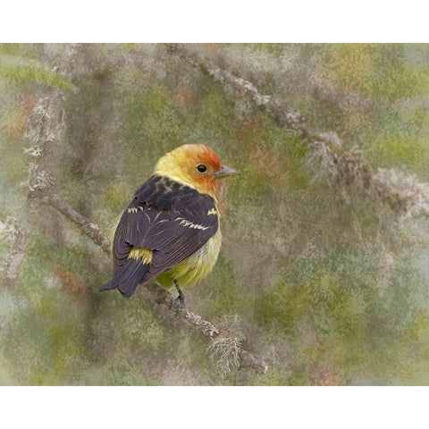 Western Tanager Gold Ornate Wood Framed Art Print with Double Matting by McFerrin, Larry