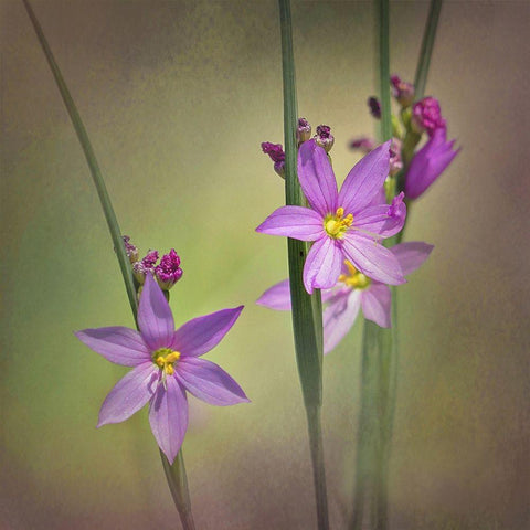 Blue-Eyed Grass Ochoco White Modern Wood Framed Art Print with Double Matting by McFerrin, Larry