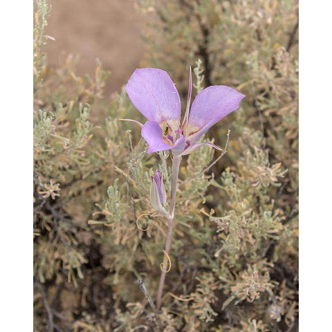 Mariposa Lily Gold Ornate Wood Framed Art Print with Double Matting by McFerrin, Larry