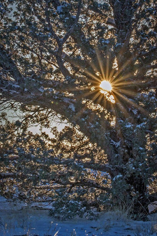 New Years Steens Mountain Sunrise Black Ornate Wood Framed Art Print with Double Matting by McFerrin, Larry