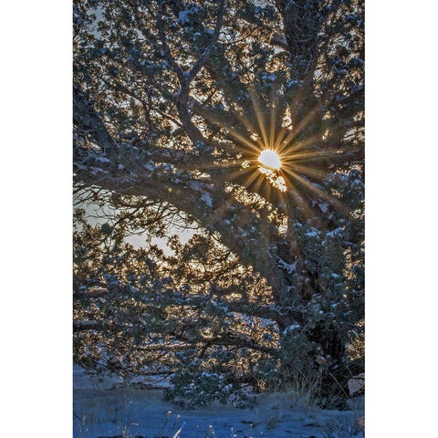 New Years Steens Mountain Sunrise Black Modern Wood Framed Art Print by McFerrin, Larry