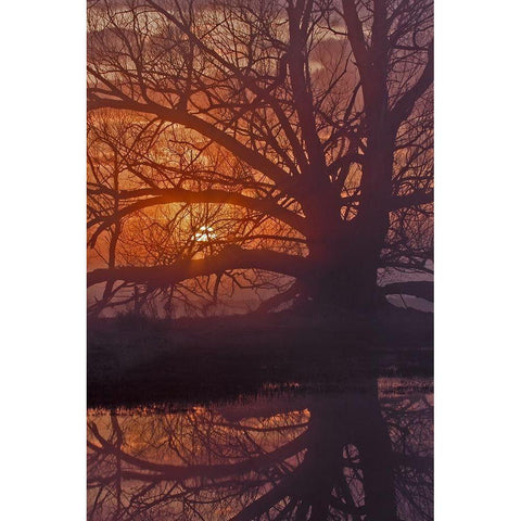 Foggy Sunrise White Modern Wood Framed Art Print by McFerrin, Larry