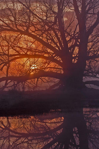Foggy Sunrise Black Ornate Wood Framed Art Print with Double Matting by McFerrin, Larry