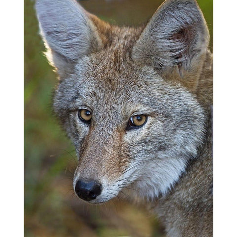 Coyote Black Modern Wood Framed Art Print by McFerrin, Larry