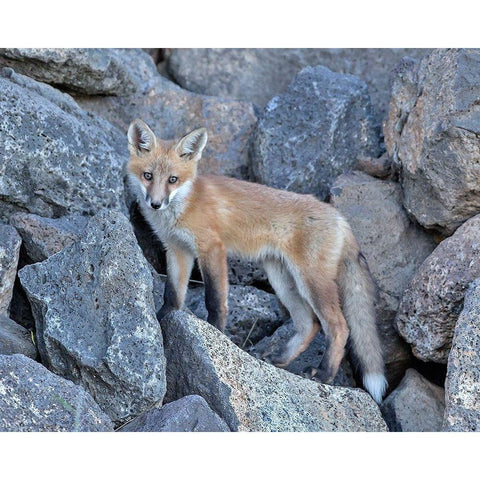 Red Fox Kit I Gold Ornate Wood Framed Art Print with Double Matting by McFerrin, Larry