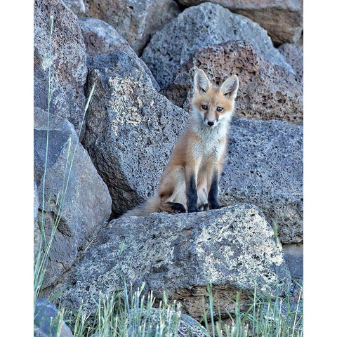 Red Fox Kit II Black Modern Wood Framed Art Print with Double Matting by McFerrin, Larry