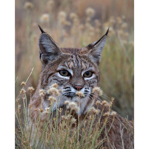 Bobcat Black Modern Wood Framed Art Print with Double Matting by McFerrin, Larry