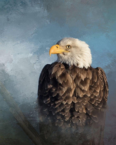 Bald Eagle White Modern Wood Framed Art Print with Double Matting by McFerrin, Larry