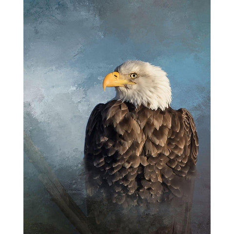 Bald Eagle Black Modern Wood Framed Art Print by McFerrin, Larry