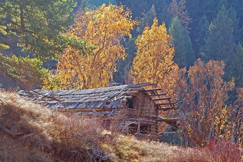 North Fork Cabin Black Ornate Wood Framed Art Print with Double Matting by McFerrin, Larry