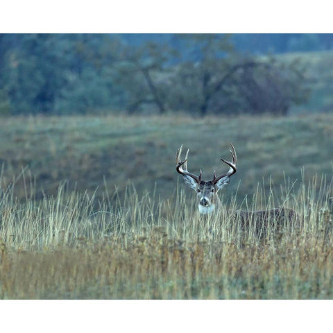 Montana Whitetail Buck Black Modern Wood Framed Art Print with Double Matting by McFerrin, Larry