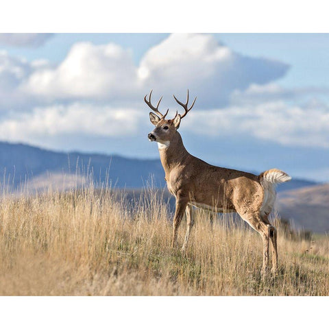 Montana Whitetail Buck II Black Modern Wood Framed Art Print by McFerrin, Larry