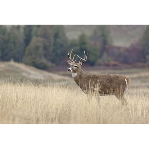 Montana Whitetail Buck III Gold Ornate Wood Framed Art Print with Double Matting by McFerrin, Larry
