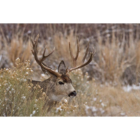 Mule Deer Buck Gold Ornate Wood Framed Art Print with Double Matting by McFerrin, Larry