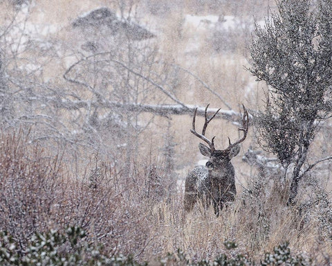 Mule Deer Buck - Steens Mountain White Modern Wood Framed Art Print with Double Matting by McFerrin, Larry