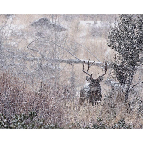 Mule Deer Buck - Steens Mountain Black Modern Wood Framed Art Print by McFerrin, Larry