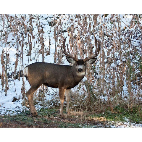 Mule Deer Buck Black Modern Wood Framed Art Print with Double Matting by McFerrin, Larry