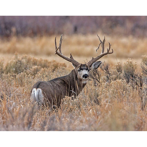 Mule Deer Buck II Black Modern Wood Framed Art Print with Double Matting by McFerrin, Larry