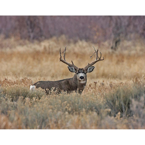 Mule Deer Buck III Black Modern Wood Framed Art Print by McFerrin, Larry