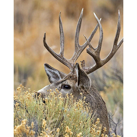 Mule Deer Buck IV Black Modern Wood Framed Art Print by McFerrin, Larry