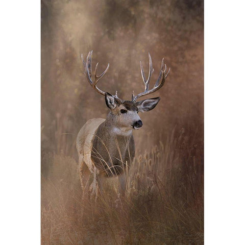Muley - Malheur White Modern Wood Framed Art Print by McFerrin, Larry