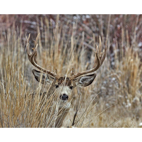 Muley - Malheur II White Modern Wood Framed Art Print by McFerrin, Larry