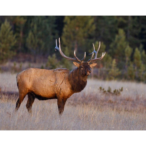 Bull Elk Gold Ornate Wood Framed Art Print with Double Matting by McFerrin, Larry