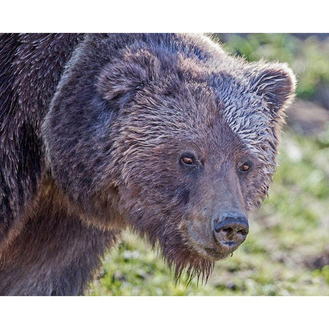 Grizzly Bear Boar Black Modern Wood Framed Art Print with Double Matting by McFerrin, Larry