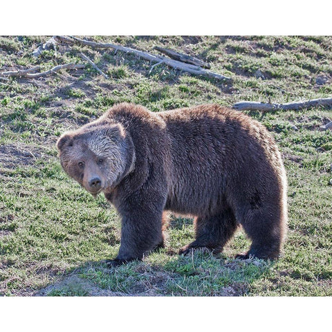 Grizzly Bear Boar II Black Modern Wood Framed Art Print with Double Matting by McFerrin, Larry
