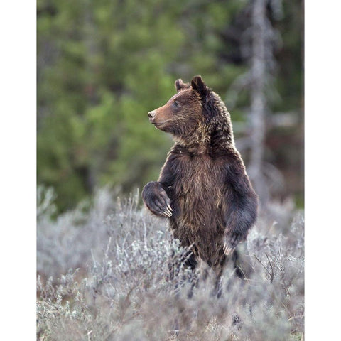 Grizzly Two Year Old White Modern Wood Framed Art Print by McFerrin, Larry