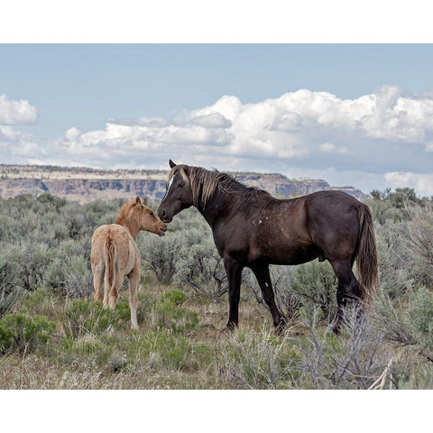 Copper Pennys Foal and Juniper Black Modern Wood Framed Art Print with Double Matting by McFerrin, Larry