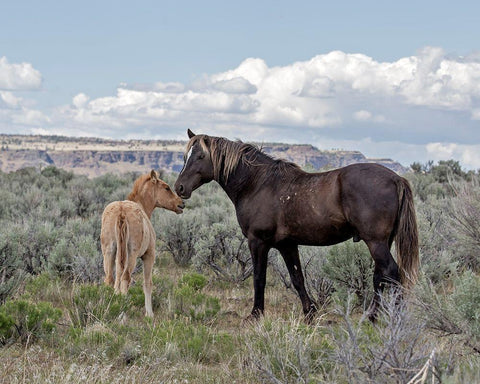 Copper Pennys Foal and Juniper Black Ornate Wood Framed Art Print with Double Matting by McFerrin, Larry