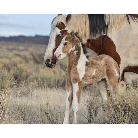 Lady Braveheart and Filly Black Modern Wood Framed Art Print by McFerrin, Larry