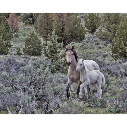 Palomino Mare and Colt White Modern Wood Framed Art Print by McFerrin, Larry
