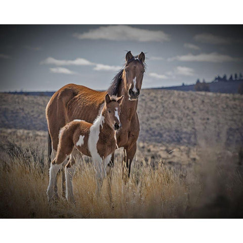 Sequoyah Colt Black Modern Wood Framed Art Print with Double Matting by McFerrin, Larry