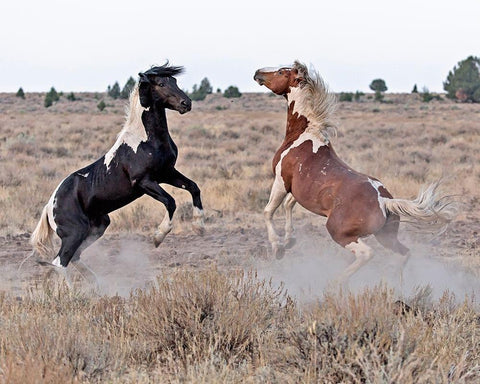 Domino and Aztec Black Ornate Wood Framed Art Print with Double Matting by McFerrin, Larry
