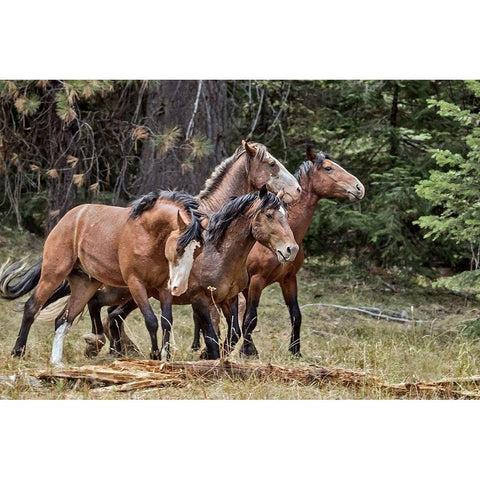 Dreamsickle, Scarbutt and Bachelors Gold Ornate Wood Framed Art Print with Double Matting by McFerrin, Larry