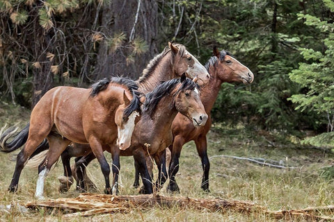 Dreamsickle, Scarbutt and Bachelors White Modern Wood Framed Art Print with Double Matting by McFerrin, Larry