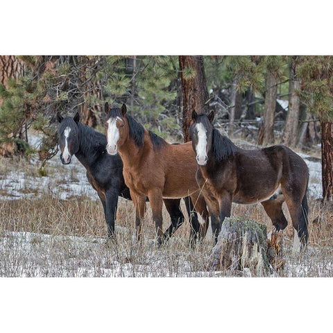 Ochoco Bachelors Black Modern Wood Framed Art Print by McFerrin, Larry