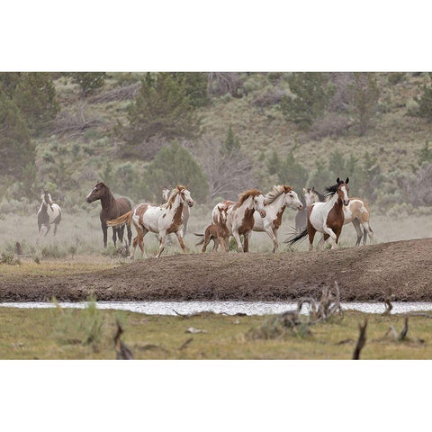 Ditto-Galileo Band White Modern Wood Framed Art Print by McFerrin, Larry