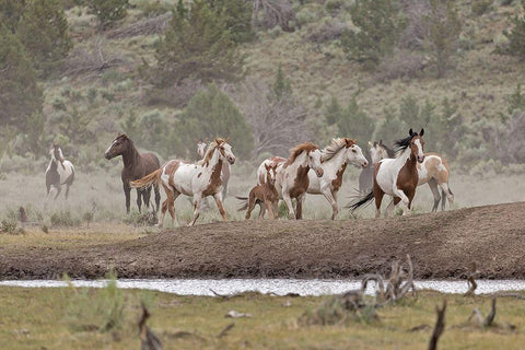Ditto-Galileo Band Black Ornate Wood Framed Art Print with Double Matting by McFerrin, Larry