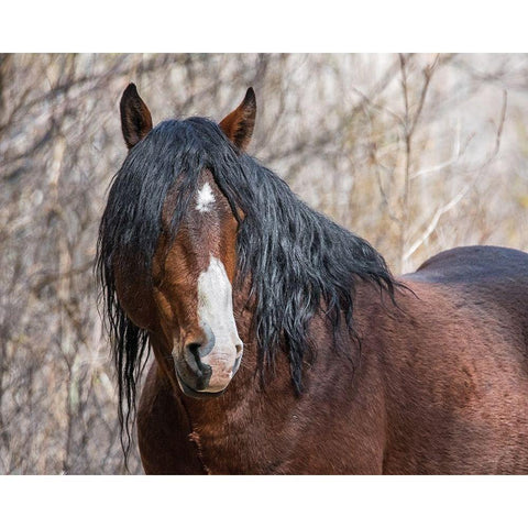 Half Mask - Ochoco Stallion Black Modern Wood Framed Art Print by McFerrin, Larry