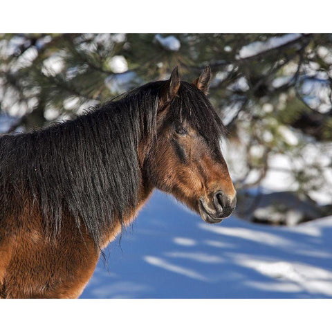 Johnny - Ochoco Stallion Black Modern Wood Framed Art Print by McFerrin, Larry