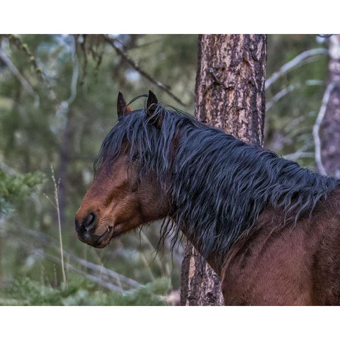 Ochoco Bay Stallion Black Modern Wood Framed Art Print by McFerrin, Larry