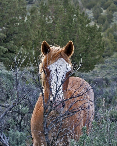 Filly - Palomino Buttes Black Ornate Wood Framed Art Print with Double Matting by McFerrin, Larry