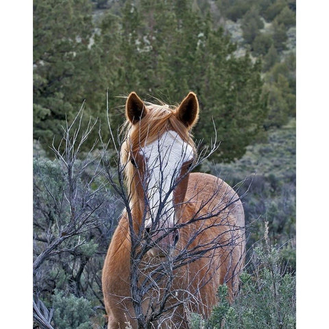 Filly - Palomino Buttes White Modern Wood Framed Art Print by McFerrin, Larry